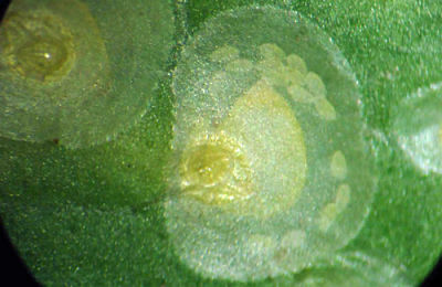 CScale Adult Female with eggs _opt